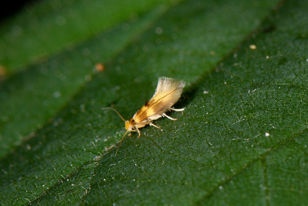 Piccolo Lepidottero da id - Bucculatrix thoracella